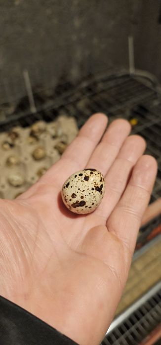 Vand ouă de prepeliță 0.20 lei bucata