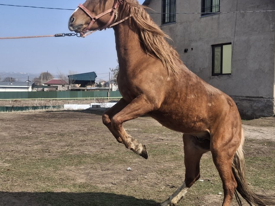 Пподам жеребец 4годика