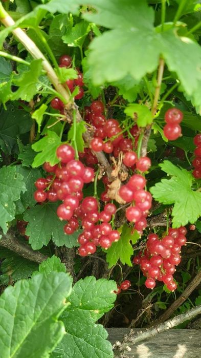 Продам дачу,,Тихая роща,,