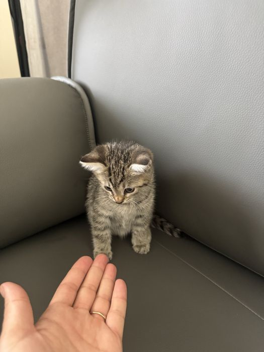Котенки милые сладкие