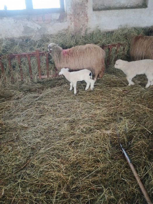 Vând 10 oi ,6 îs fătate