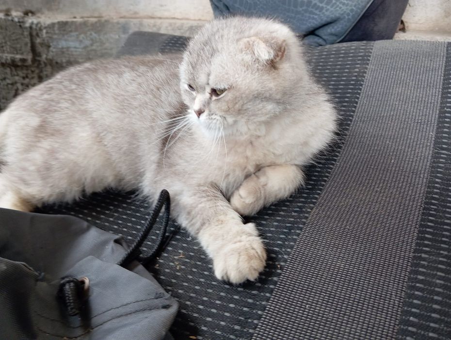 Шотландский мысық