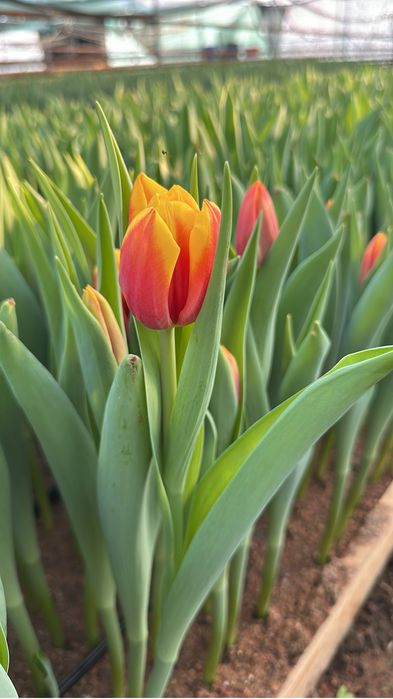 Тюльпаны свежие с теплицы