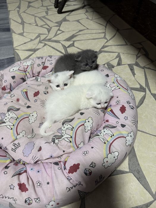 Породистая кошка