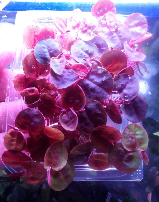 Филлантус плавающий - phyllanthus fluitans