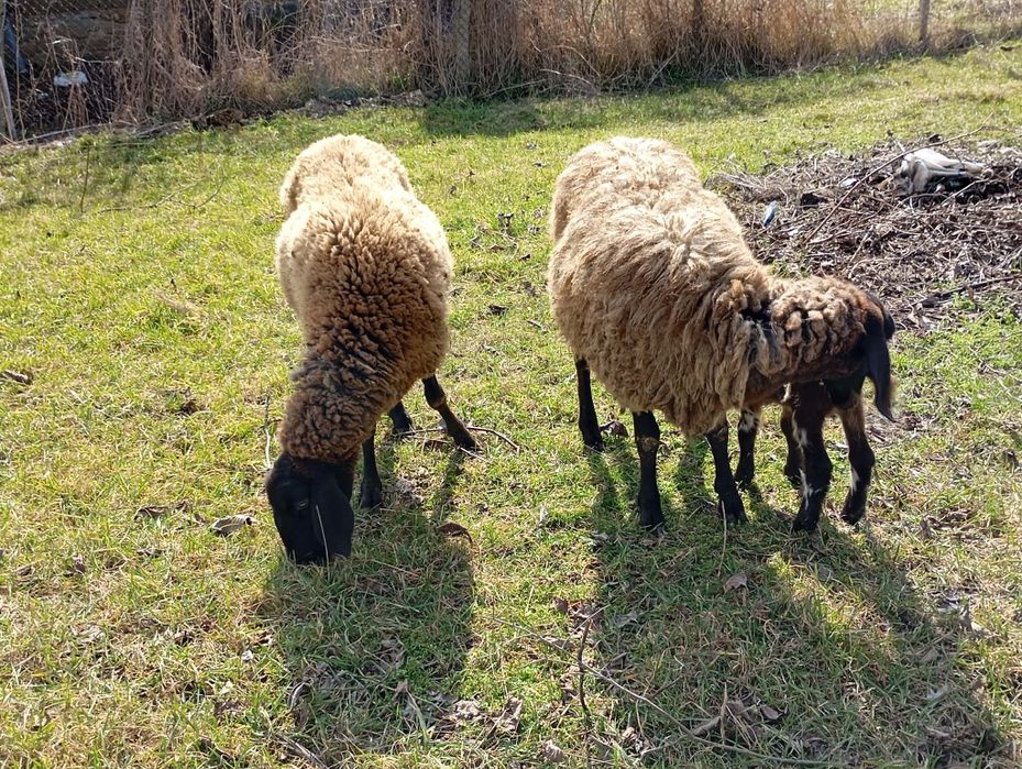 Продават се спешно