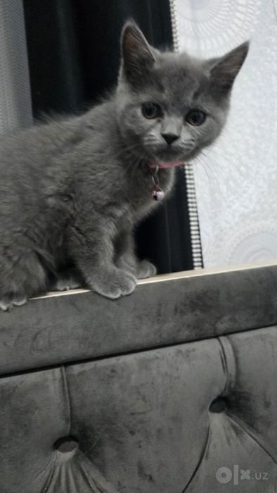 Скоттиш Фолд и Страйт