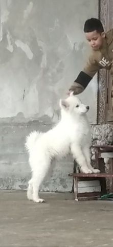 Самоедская собака волчийси сотилади