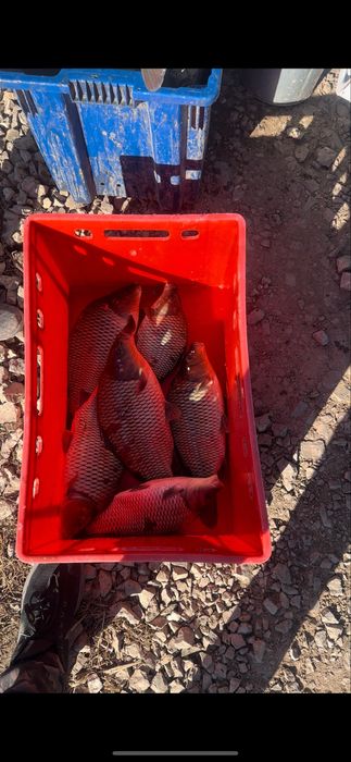 Оптом Живая рыба (карп/сазан)