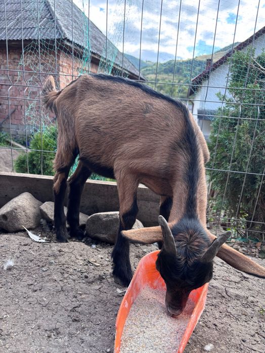 De vanzare iedut  francez alpin de 3 luni