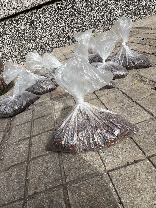 Семена Зеле Мелез