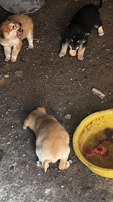 Отдам бесплатно щенят