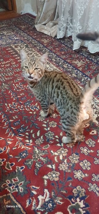 Кошка в подарок на Рамадан.