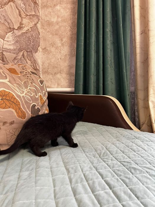 Отдам котенка в добрые руки)))
