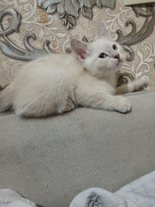 Продаётся котята полтора месяца