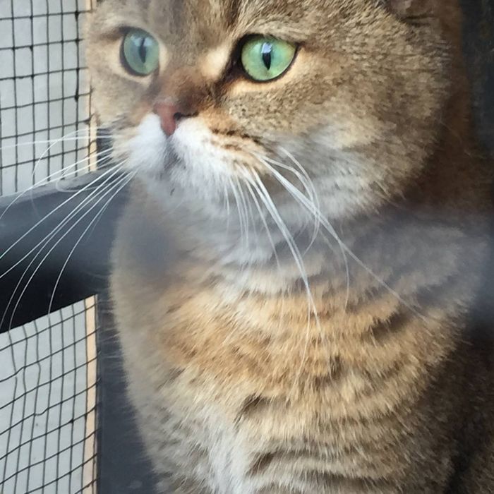 Красивый домашний кот с зелёными глазами