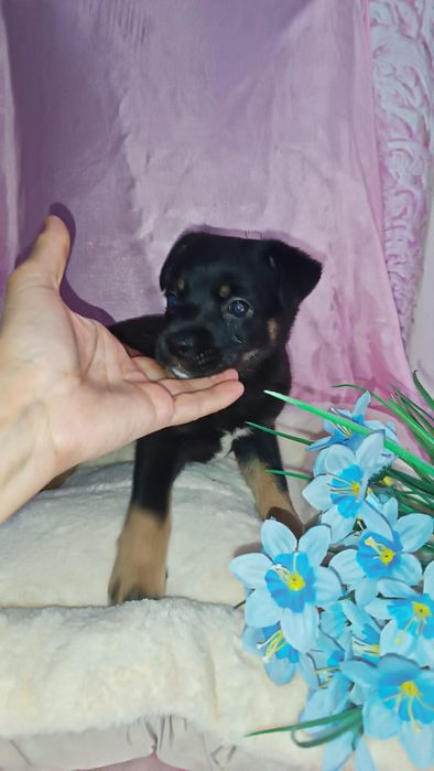 Девочка щенок ищет свой дом