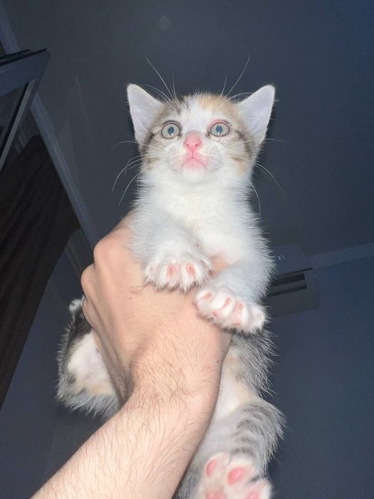 Котята ищут дом!