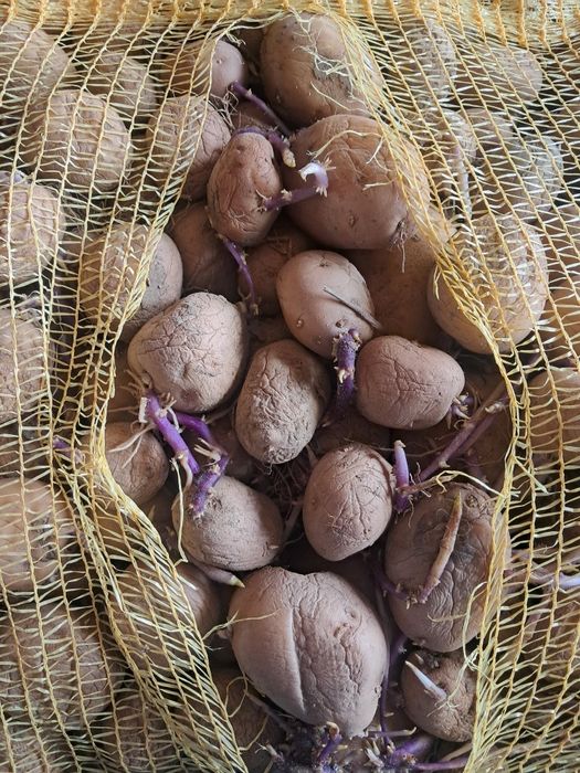 Cartofi de sămânță