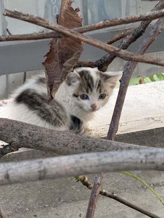 Котята без домные