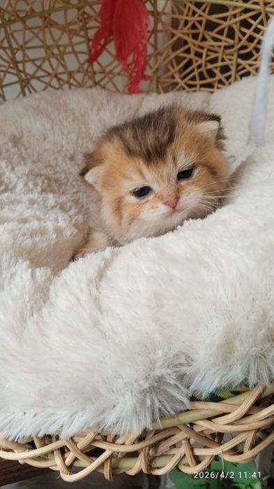 Britanski mushukchalar sotiladi