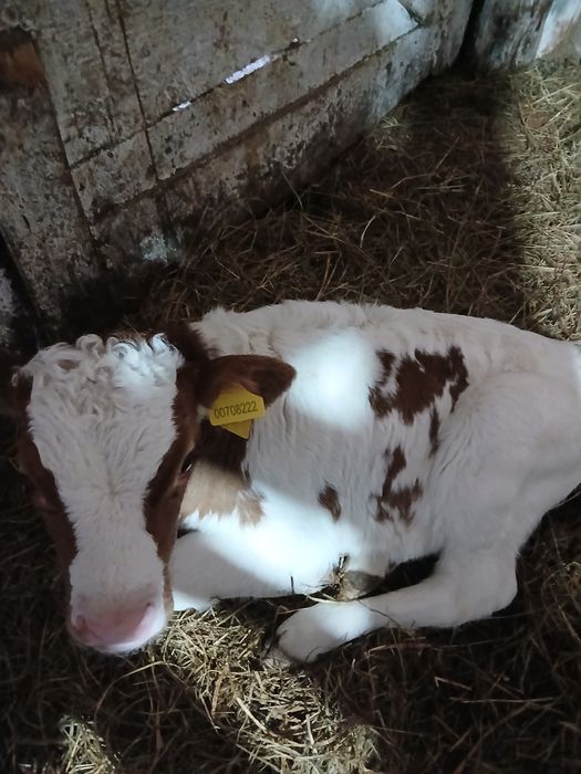 Продаю телята 5 штук