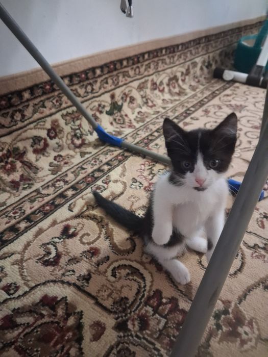 Отдам котёнка в добрые руки
