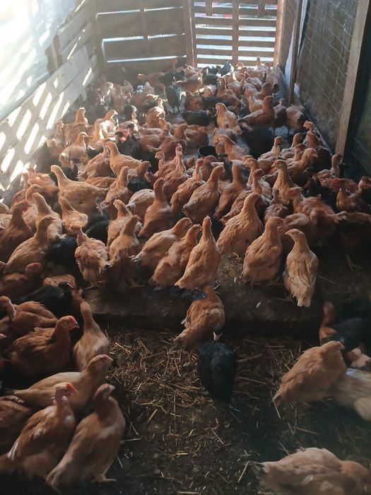 Vând pui rasă mixta