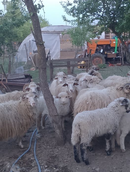 Vând oi cu miei..
