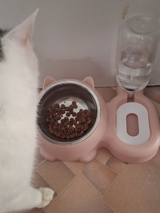 Отдам кошку бесплатно в добрые руки