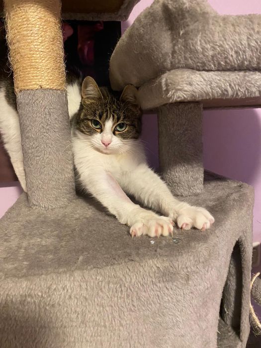 Donez pisica femela sterilizata