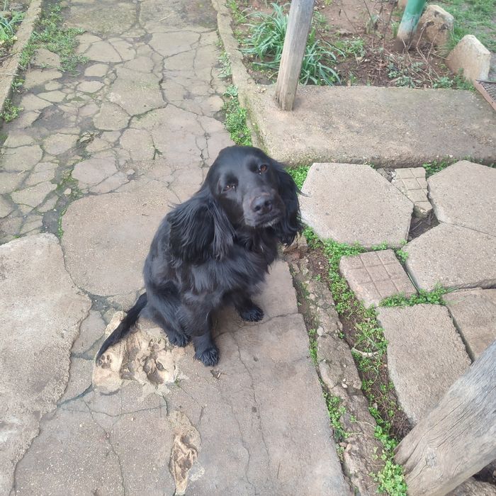 Куче кокер шпаньол за подробности пишете