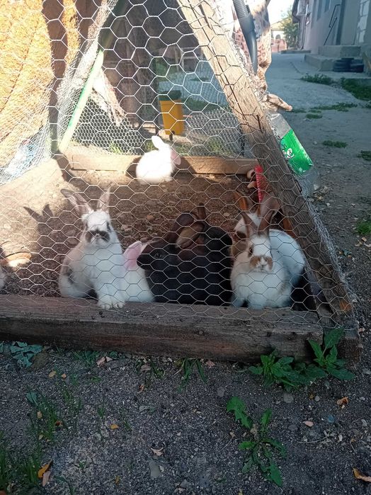 Vând iepurași de 2 luni si carcase de iepure de la 1750g până la 3.kg.