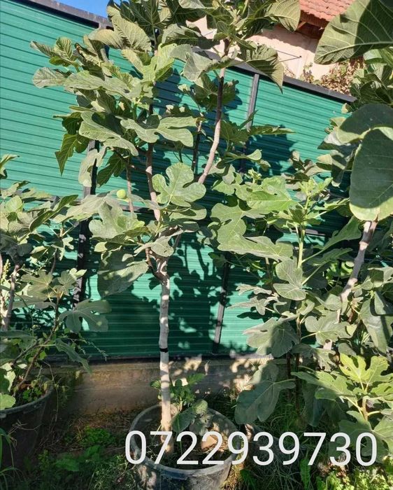 smochini diverse dimensiuni