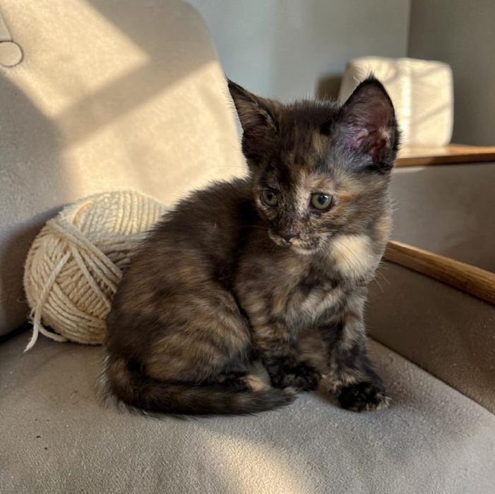 Отдам в семью котенка-девочку