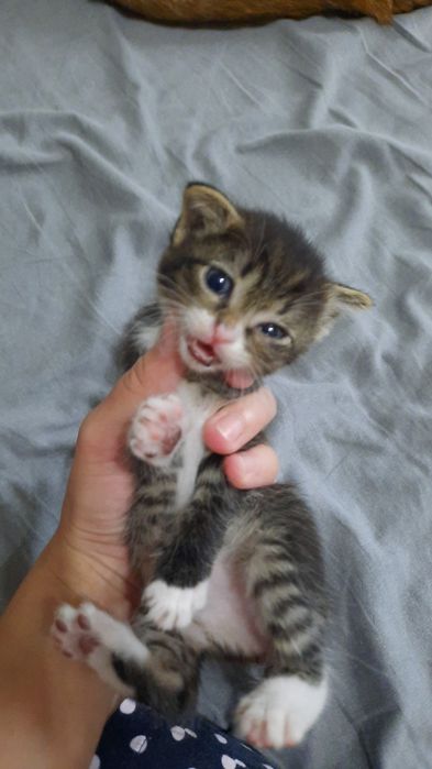 Отдам котят в добрые руки