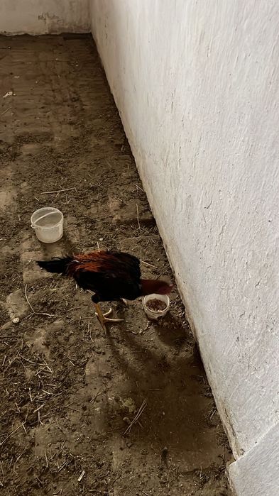 Продам даканы разные цены