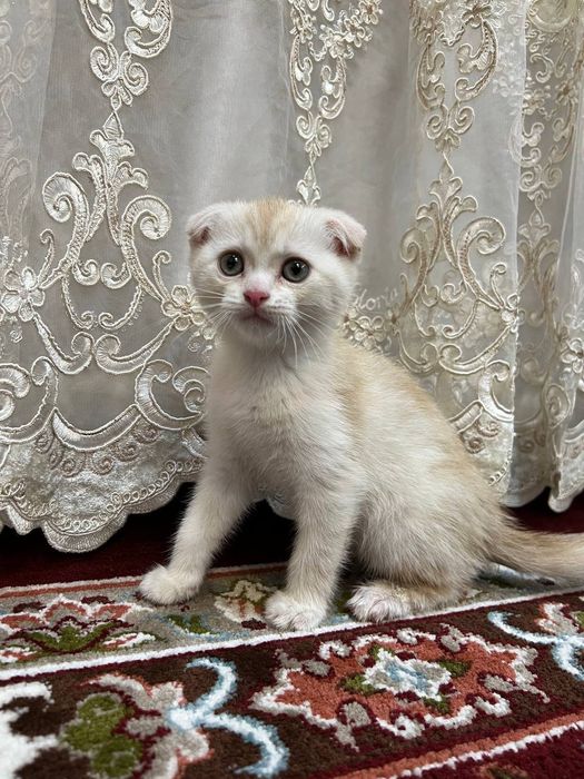 Шотландский вислоух котенок, мальчик