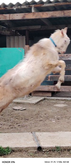 Козёл сатылады теке