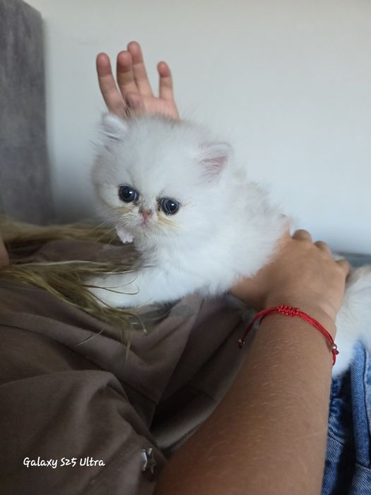 Pisicuță persana shaded silver, pedigree, deosebita, crescuta cu multa dragoste