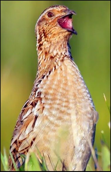 Сайроки бедоналар сотилади.