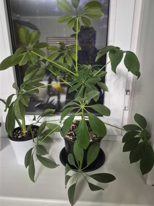 Комнатные  цветы