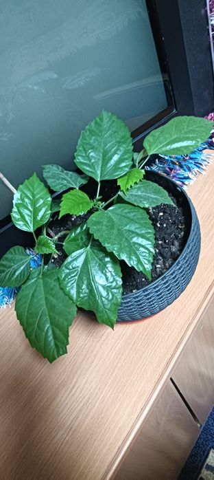 Продам цветок комнатный