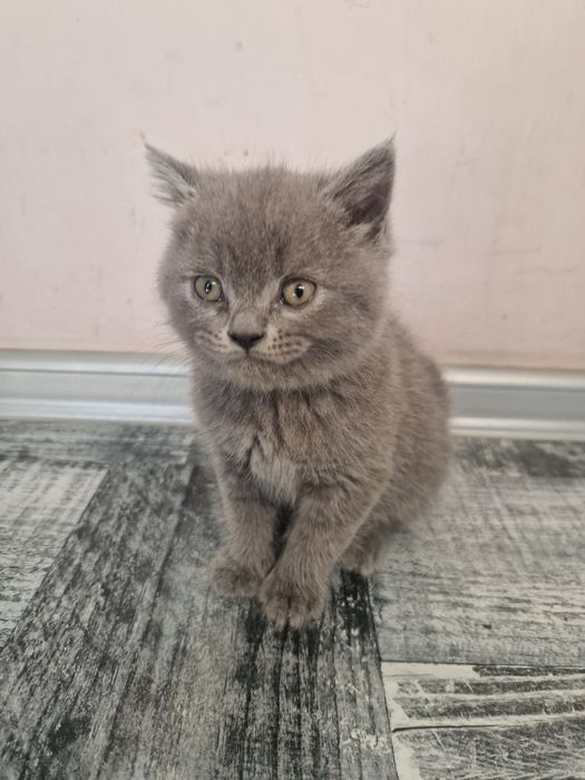 Шотландска клепоуха, британска късокосместа