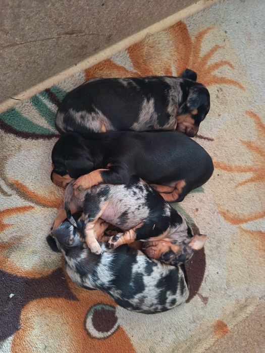 Щенок мраморной минитаксы