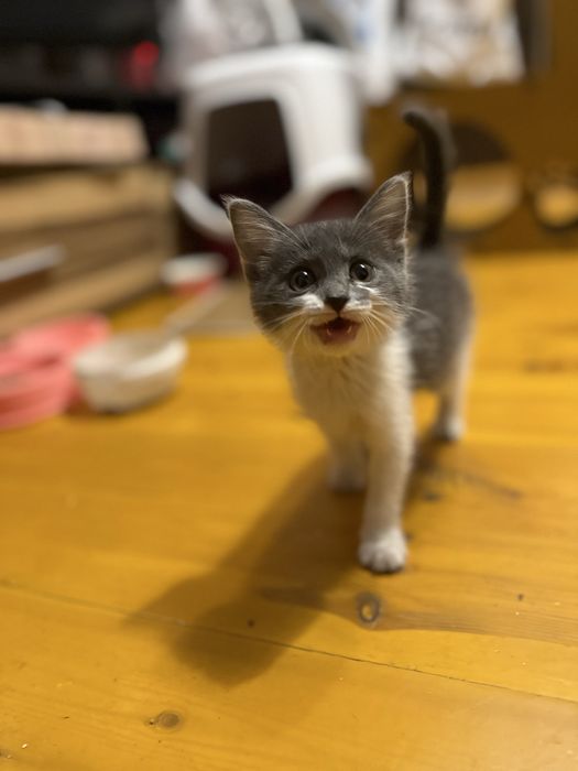 Котенок девочка 1,5 мес