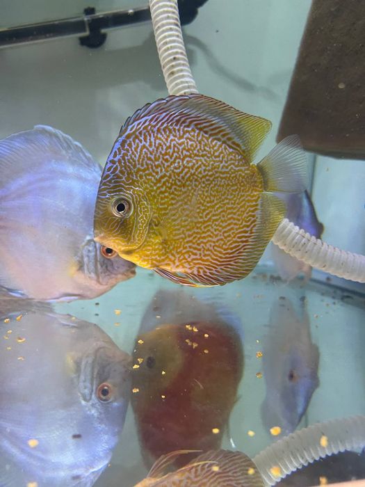 Kotta Diskusla Sotiladi