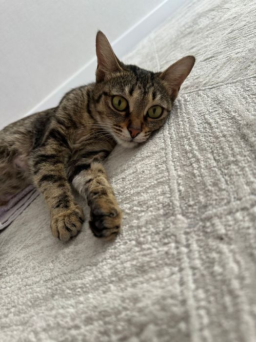 Отдам кошку с котятами