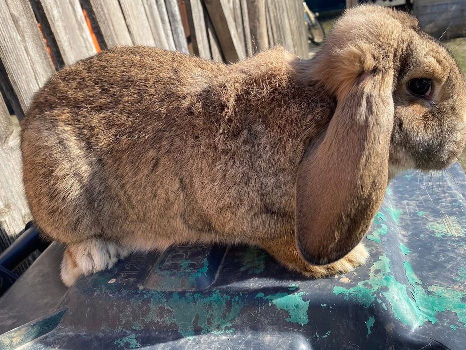 Berbec german,femele