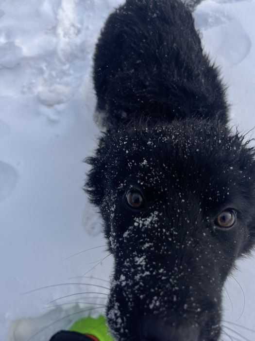 Собака Девочка ищет дом!